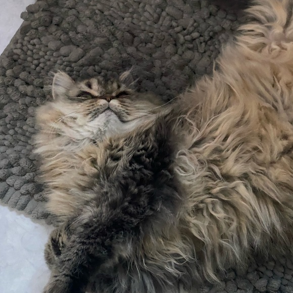 eyesbambie